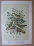 Grüner, Gelber, Nordischer Laubvogel, um 1900
