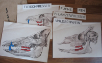 Preview: Schädel vom Wildschwein, Reh, Fuchs, DDR Schule, Biologie, Heimatkunde