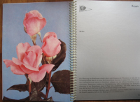 Preview: Katalog GPG Karl-Marx-Stadt, DDR 1982, Baumschule, Rosen, Gehölze, Obstbäume