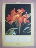 Kalenderrückwand, Amaryllis, Ritterstern, DDR 1973