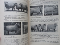 Die amerikanische Fleischindustrie, 1929