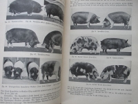 Die amerikanische Fleischindustrie, 1929