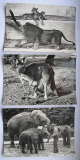 Zoologischer Garten Zürich, Löwen, Elefanten, Känguruh, 3 Postkarten um 1960, #268