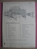 Skelett- Tafeln der Wirbeltiere, Flussbarsch, DDR 1972