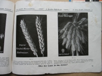 Preview: Pflanzenzuchtstätte Kirsche- Pfiffelbach, Rittergut Trautzschen bei Pegau, 1921