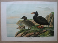 Brillen- Ente, um 1900
