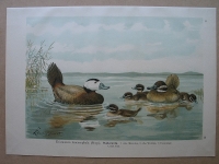 Ruder- Ente, um 1900