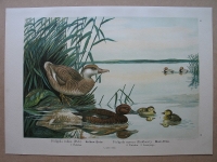 Kolben- Ente, um 1900