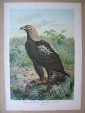 Kaiseradler, Altes Weibchen, um 1900