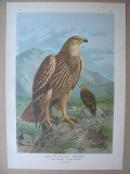 Kaiseradler, Junges Männchen + Weibchen, um 1900