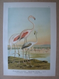 Rosenfarbiger Flamingo, um 1900