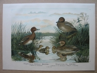 Moor- Ente, Tafel- Ente, um 1900