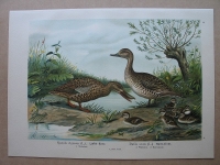 Löffel- Ente, um 1900