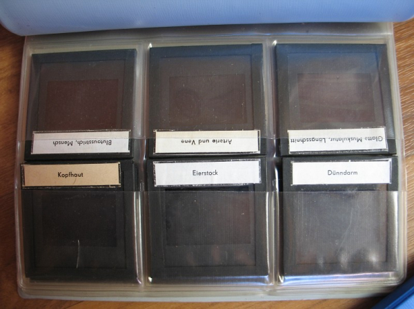 Eierstock, Dünndarm, Hoden, Kopfhaut