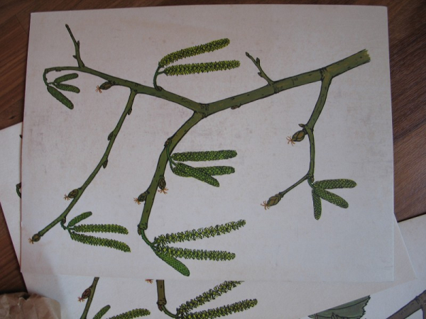 Pflanzen des Waldes, Biologie, Heimatkunde, Schulmaterial DDR