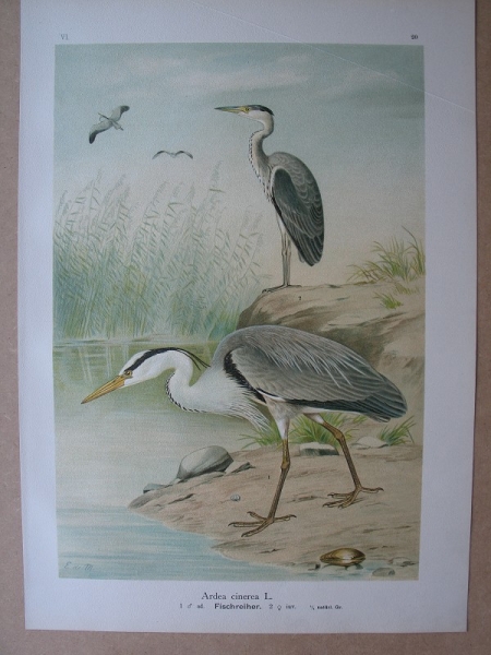 Fischreiher, um 1900