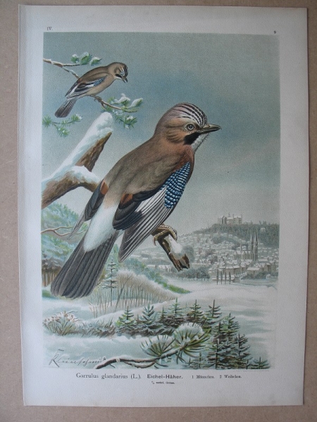 Eichelhäher, um 1900