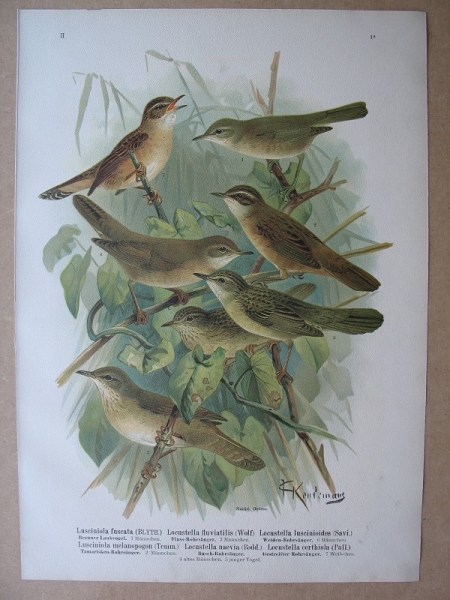 Brauner Laubvogel, Rohrsänger, um 1900