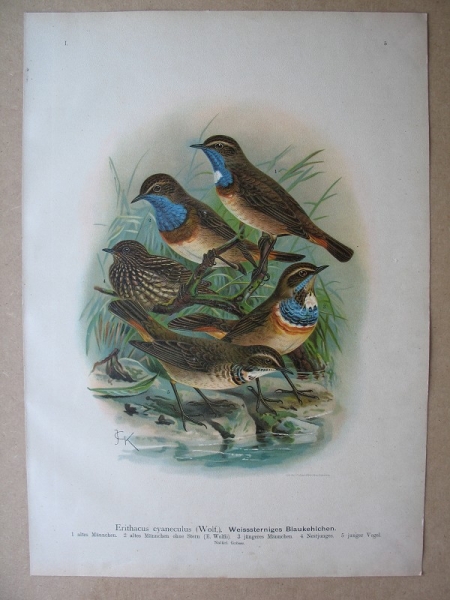 Weisssterniges Blaukehlchen, um 1900